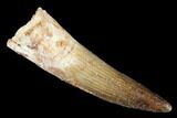 Spinosaurus Tooth - Real Dinosaur Tooth #179732-1